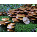Мицелий Опенка летнего / Опенок липовый (Kuehneromyces mutabilis) Мицелий Опенка летнего / Опенок липовый (Kuehneromyces mutabilis)